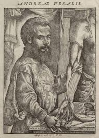 Vesalius proves many Anatomy theories to be wrong