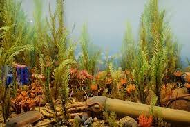 Cambrian Plant