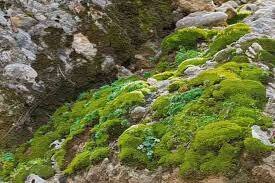 Ordovician Plants