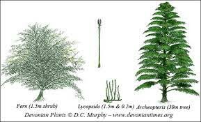 Devonian Plants