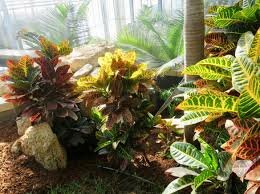 cretaceous period plant