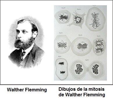 Walther Flemming (1843-1905)
