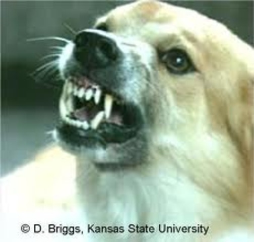 Rabies vaccine is discovered