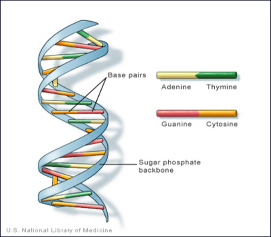 The genetic material is described as a double DNA Spiral.