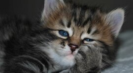 Timeline: Обо мне