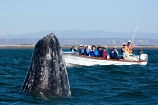 Programa Integral para la Observación de la Ballena Gris