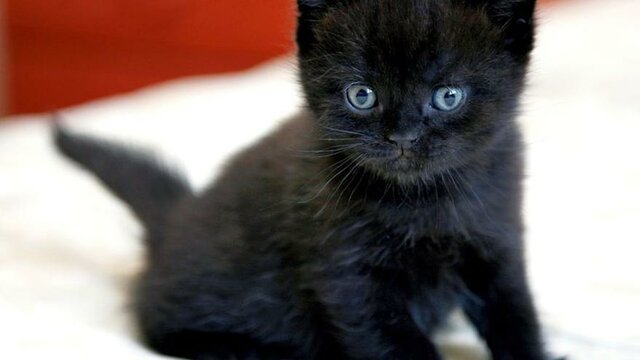 un nou integrant arriba a la família