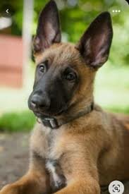 Vam adoptar la TANAA!! 💜