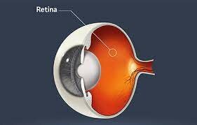 Imatge formada a la retina no al cristal·lí