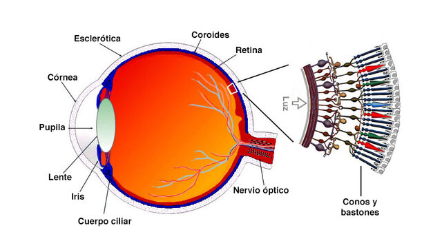 Primera aparició dels "cons"