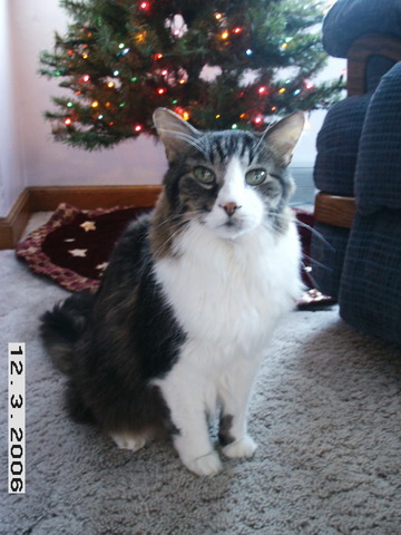 Had Our Cat Alex Put Down