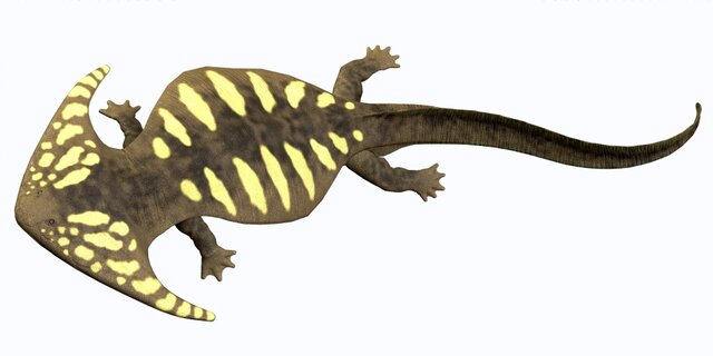Permian period animal