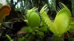 Triassic period plant