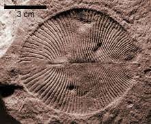 Ediacaran Period Animal