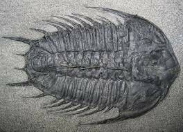 Cambrian Period Organism