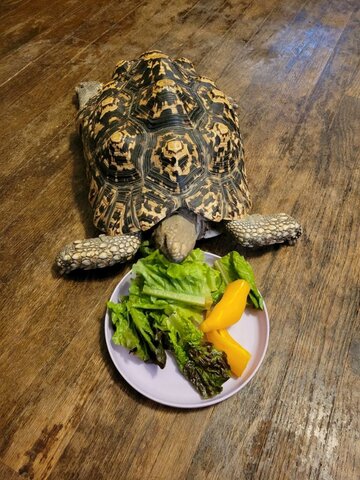 my tortoise Tabitha
