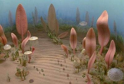 cambrian plant