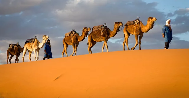 Introduction of camels to Africa