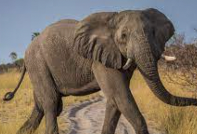 nueva arma de los griegos