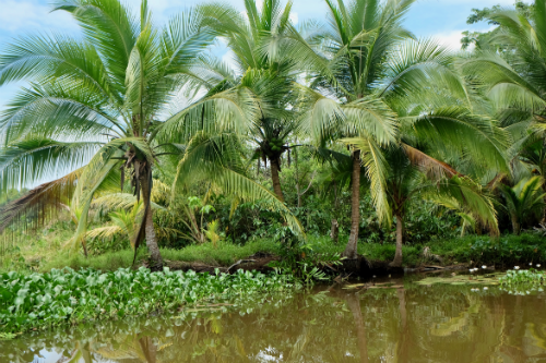 Paleogene Period Plant