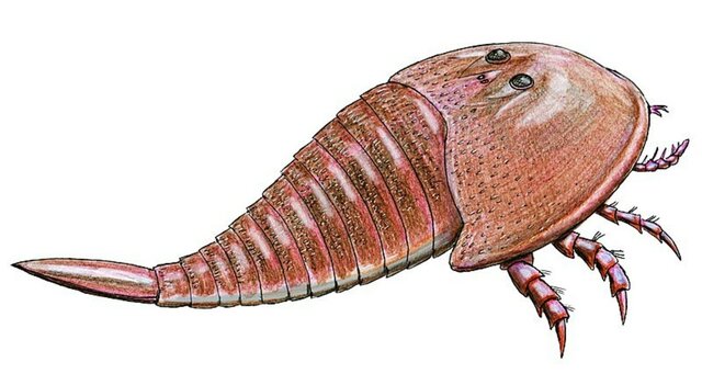 Carboniferous Period Animal