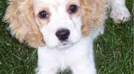 Timeline: Cocker Spanels