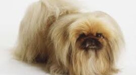 Timeline: History of the Pekingese