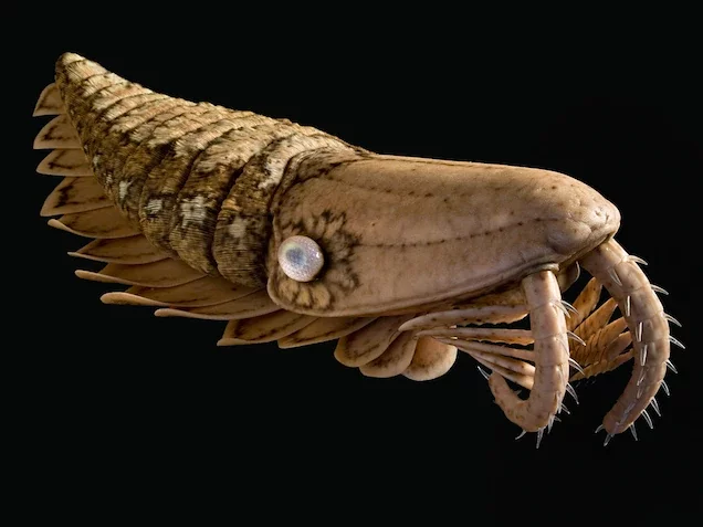 Cambrian Period Animal