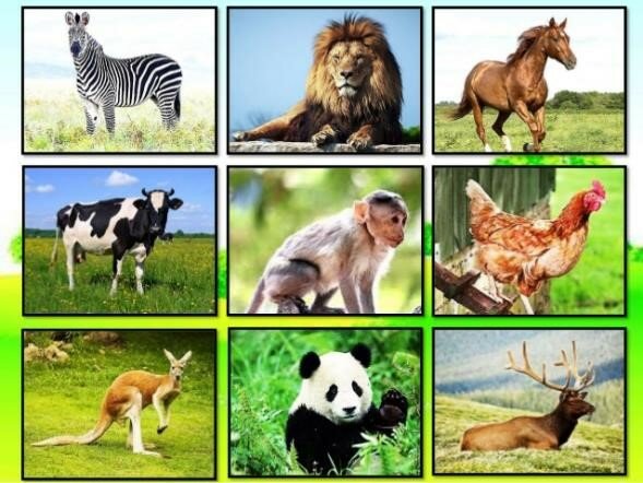 Animales terrestres
