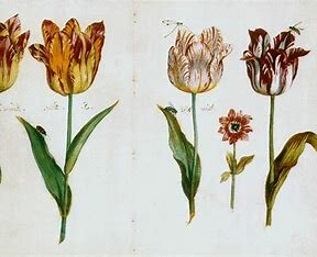 Tulipmania