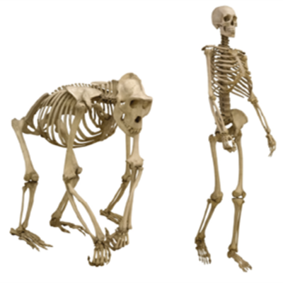 Timeline: Происхождение прямохождения