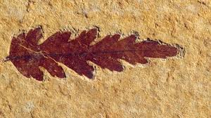 Las plantas terrestres