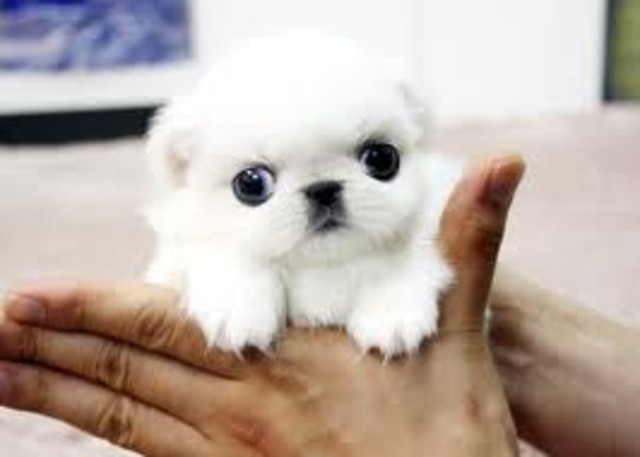 Pekingese Club of England Established