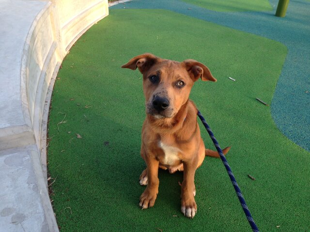 Getting my dog