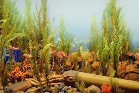 Ordovician Plants