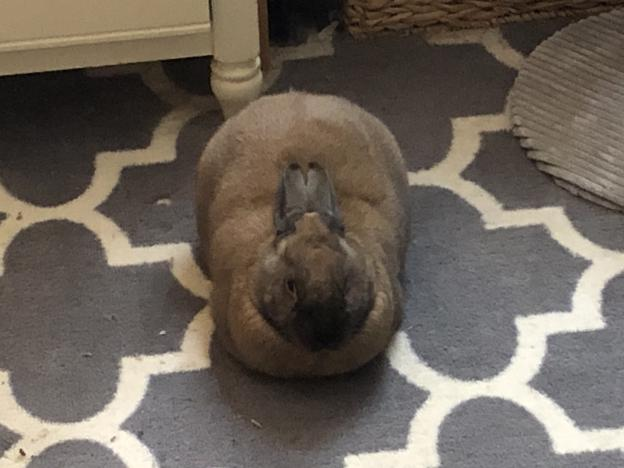 Bunny joins household