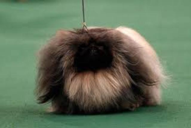 Pekingese return to China?