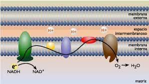 Els organismes quimioheteròtrofs de respiració aeròbica