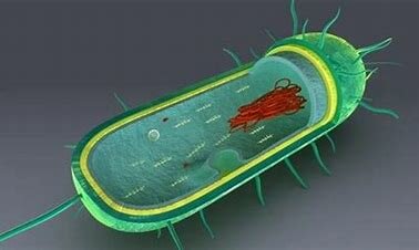 Células procariotas