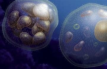 Organismos pluricelulares