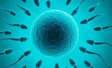 Reproducción sexual