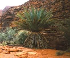 Paleogene Period Plant