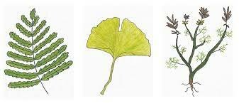 Jurassic Period Plant