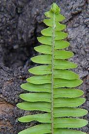 Triassic Period Plant