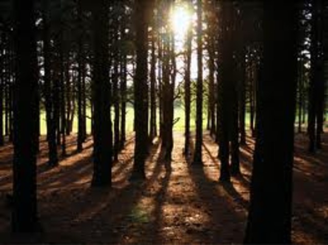 Griffin finds Cheyenne in Foresest Ch. 27 & 28