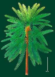 Permian Period Plant