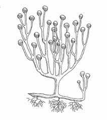 Silurian Period Plant