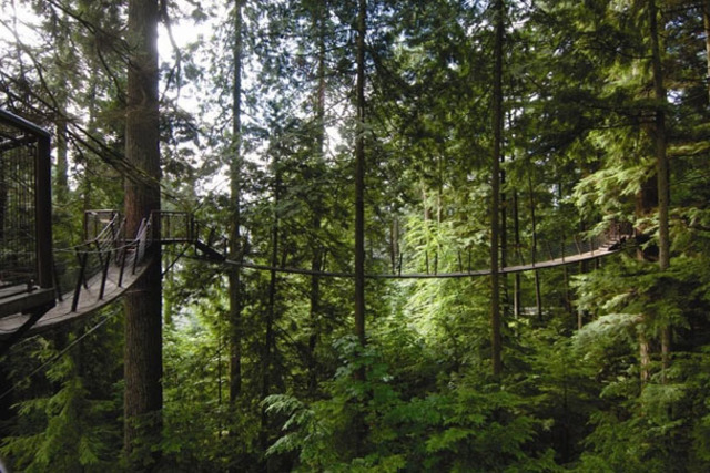 Thrilling Tree Top Adventure