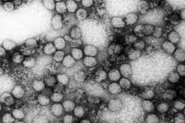 Yellow fever vaccine