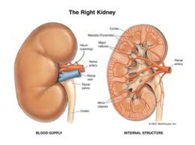 Kidney trasplat between identical twins